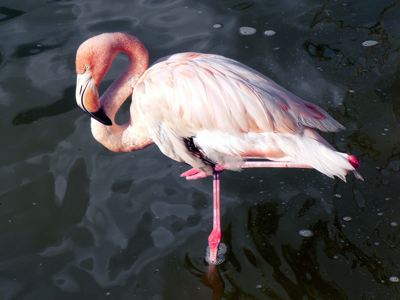 pink flamingo wader bird free photo