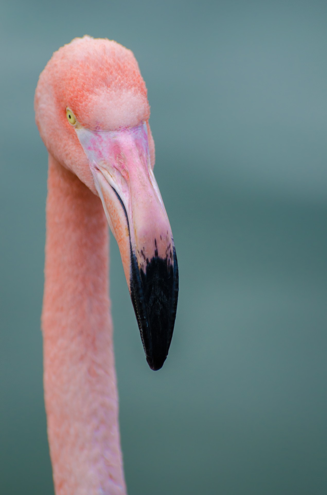 flamingo bird tropical free photo