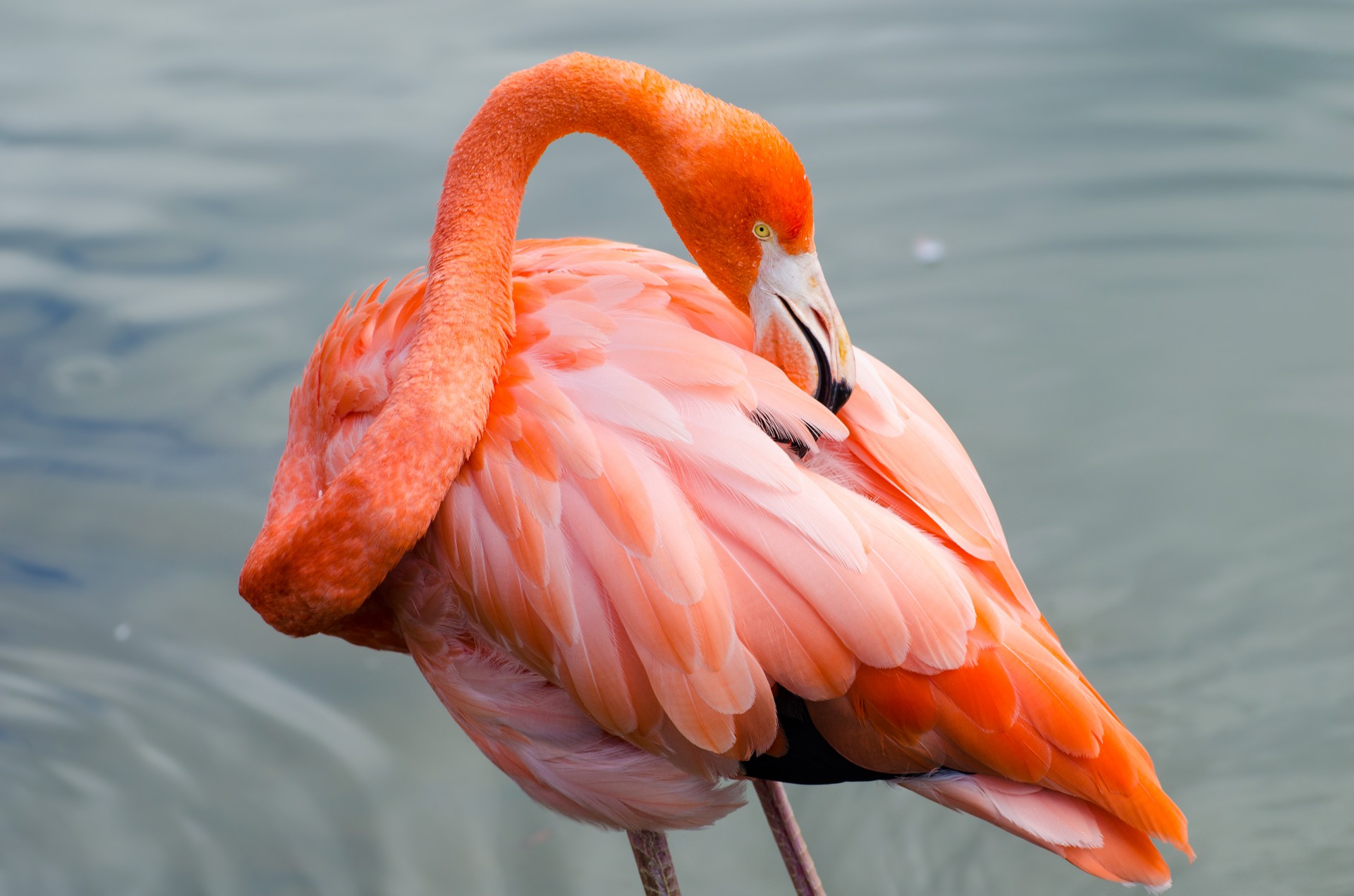 flamingo bird tropical free photo