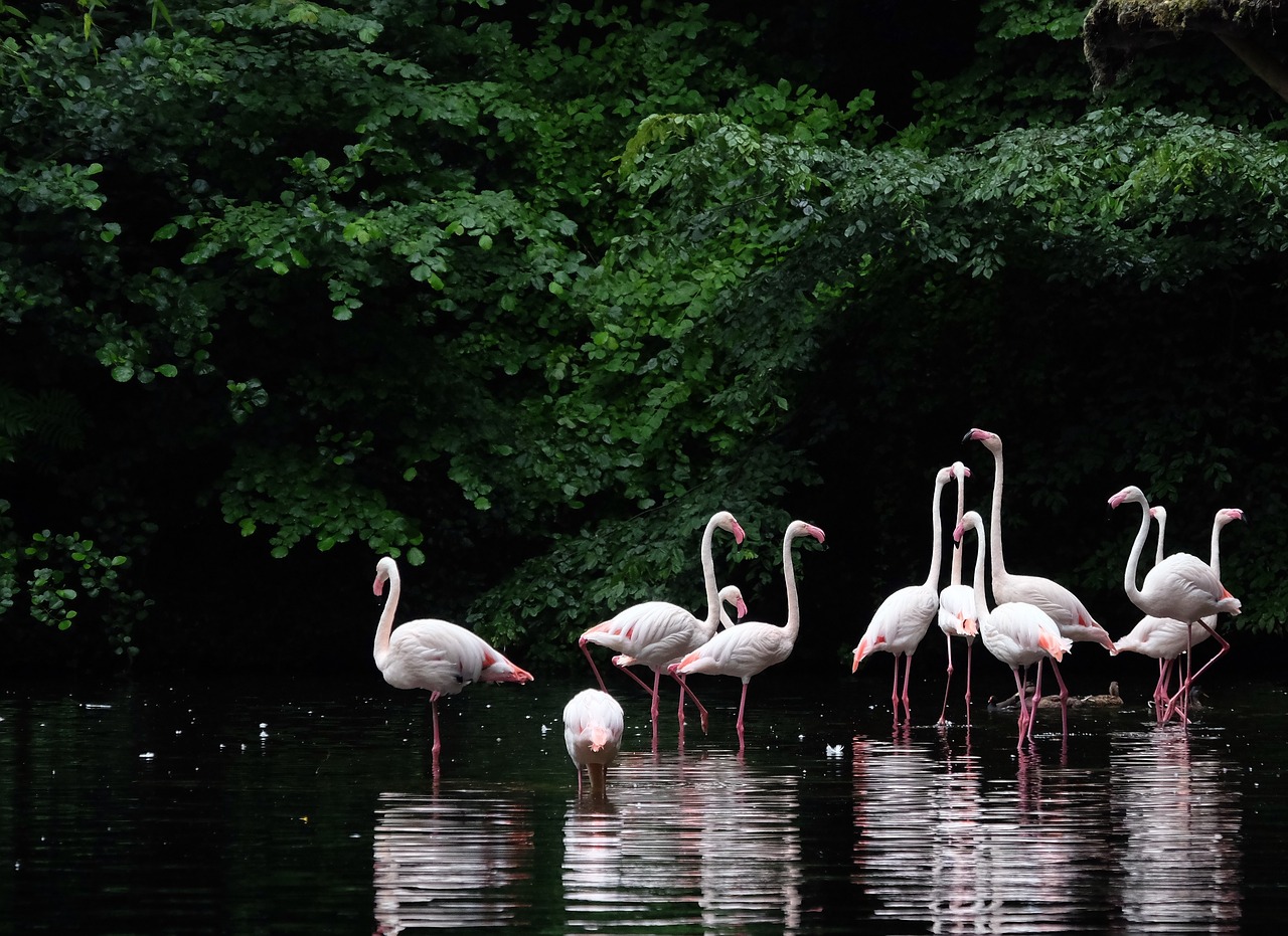 pink flamingo wader bird pink free photo