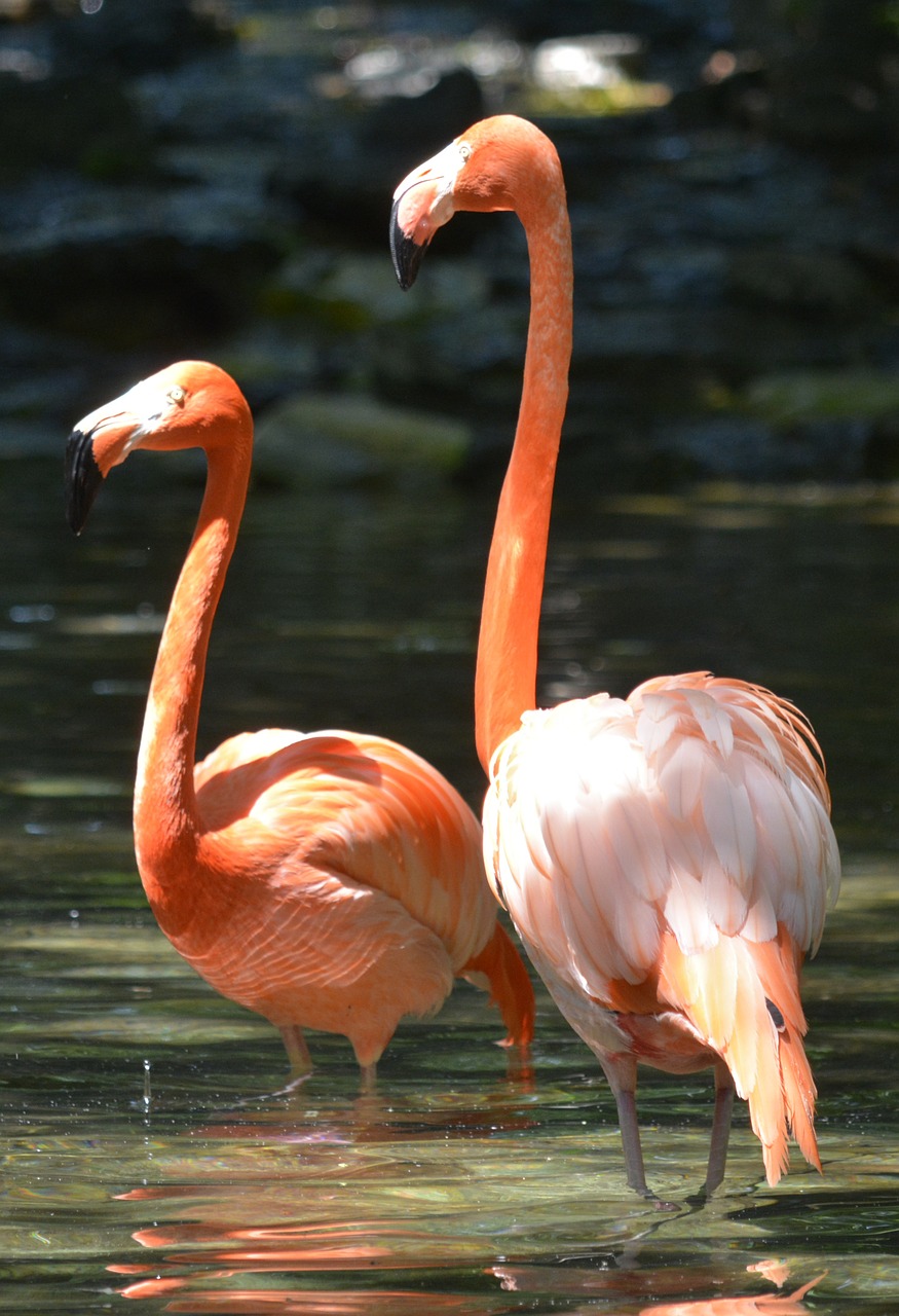 pink flamingo philadelphia zoo birds free photo