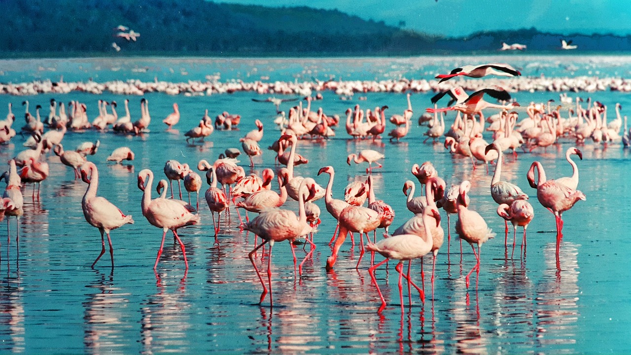 pink flamingo lake nakuru kenya free photo