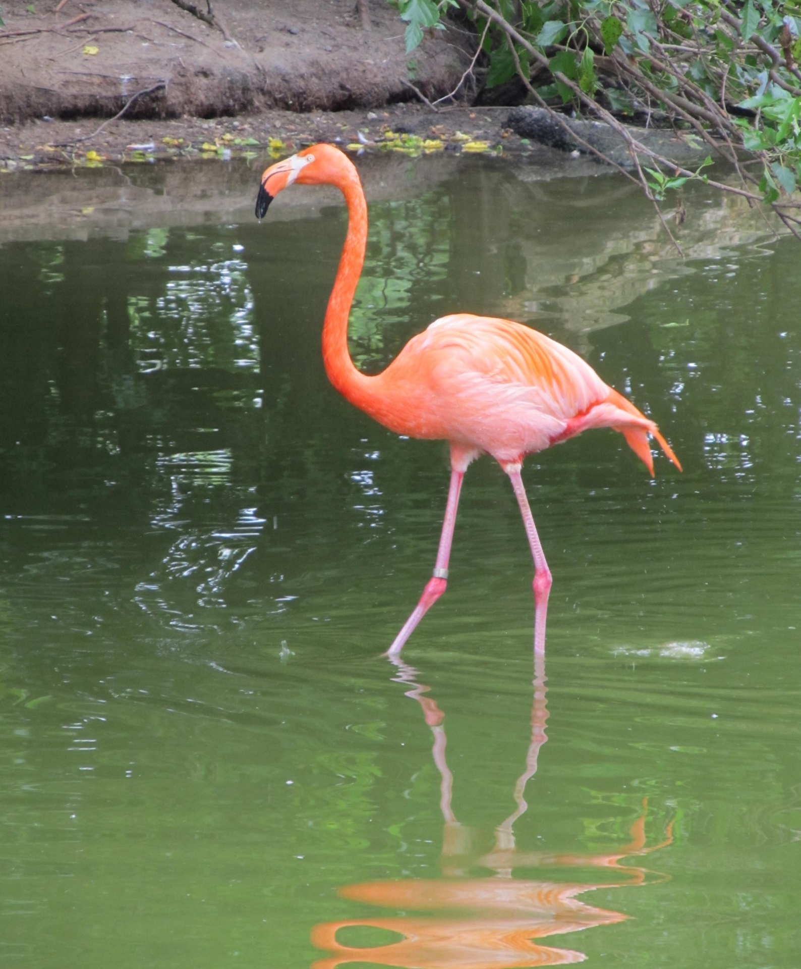 flamingo standing pink free photo
