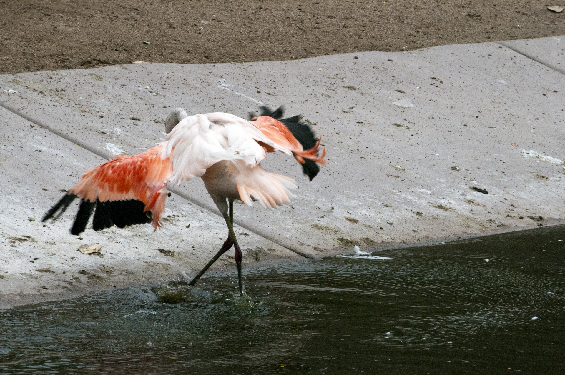 flamingos flamingoes phoenicopteriformes free photo