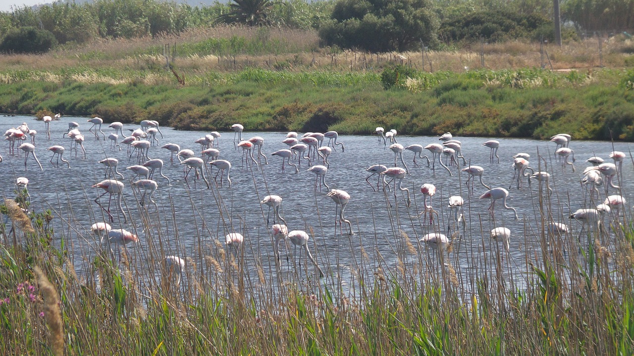 pink flamingo summer marsh free photo