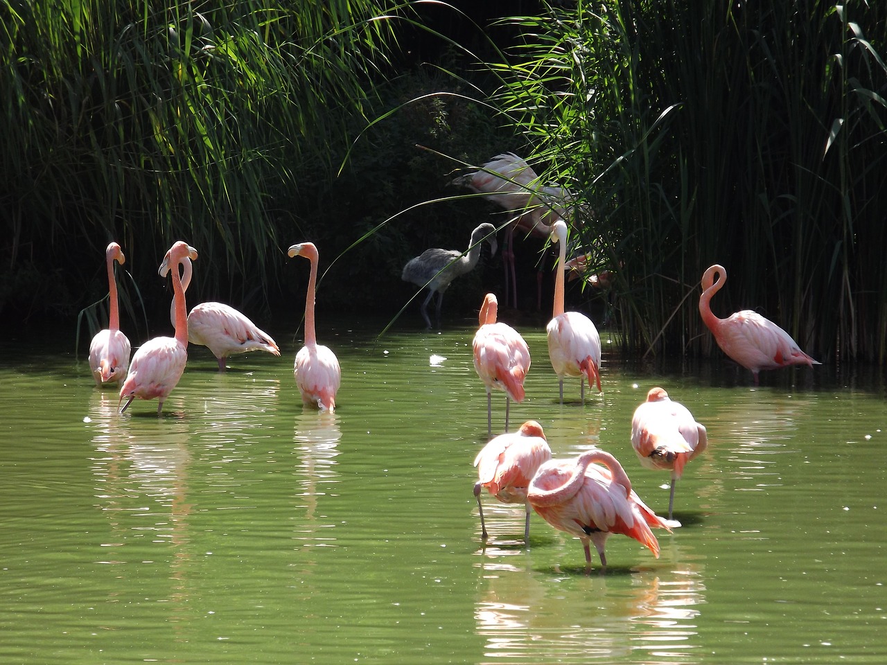 pink flamingo bath sun free photo