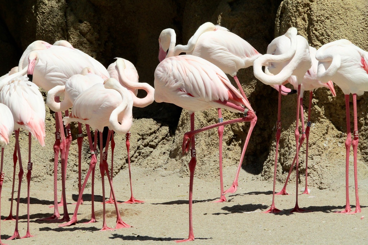 pink flamingo bird pink zoo free photo