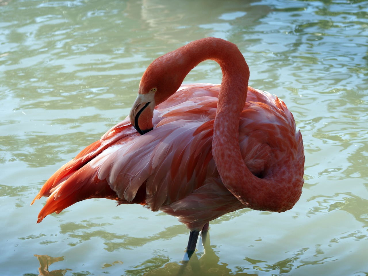 pink flamingo phoenicopterus birds free photo