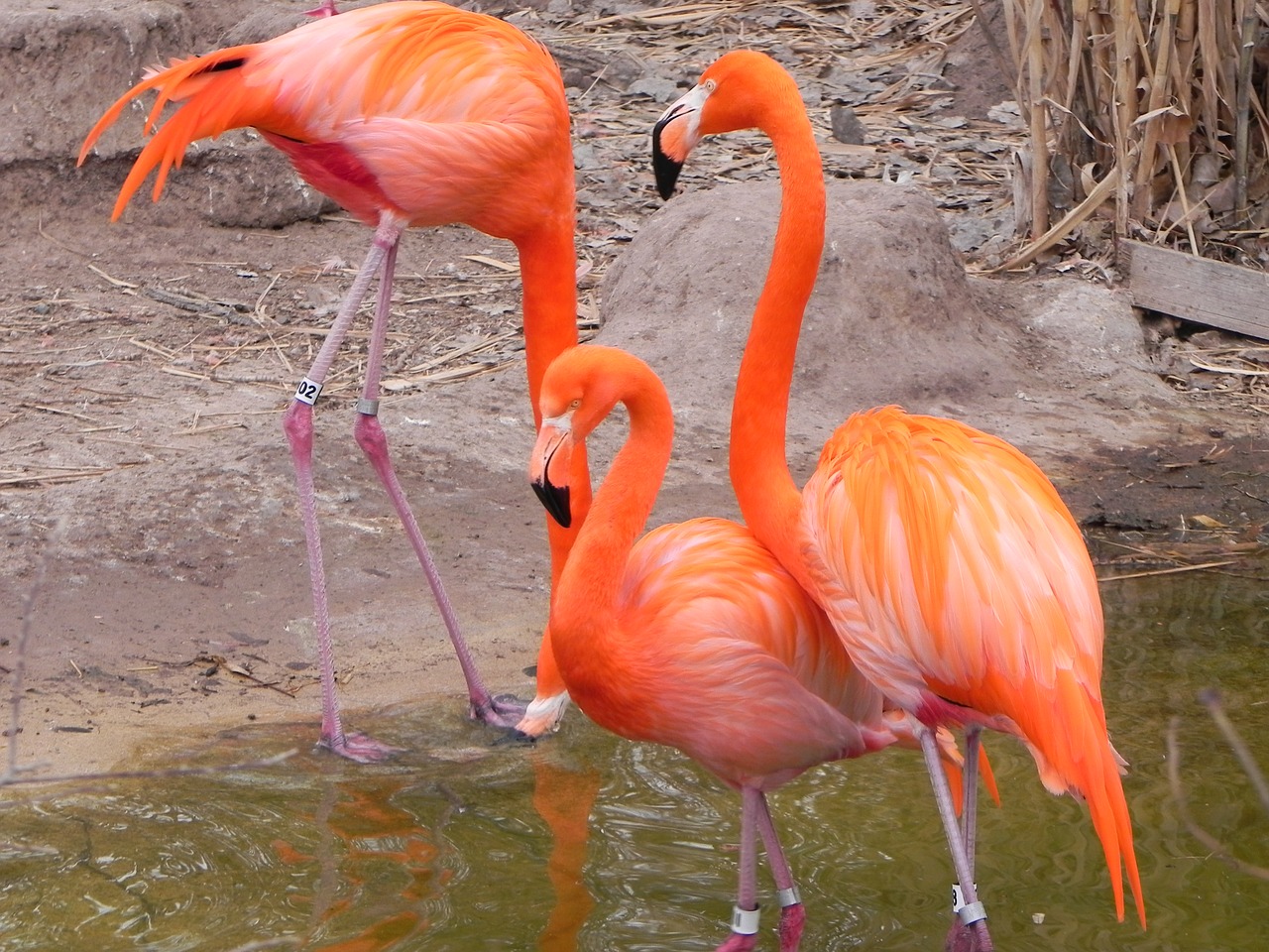 pink flamingo albuquerque zoo bird free photo