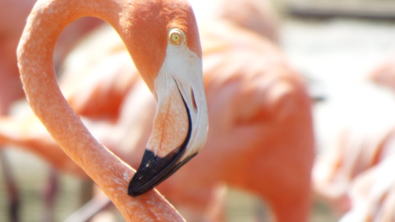 pink flamingo birds exotic free photo