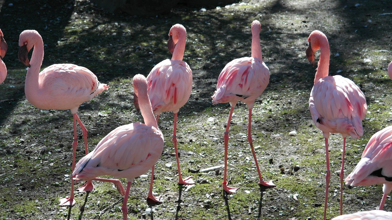 pink flamingo flamingos bill free photo