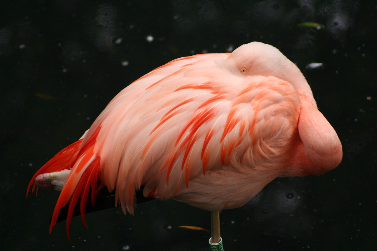 pink flamingo sleeping bird free photo