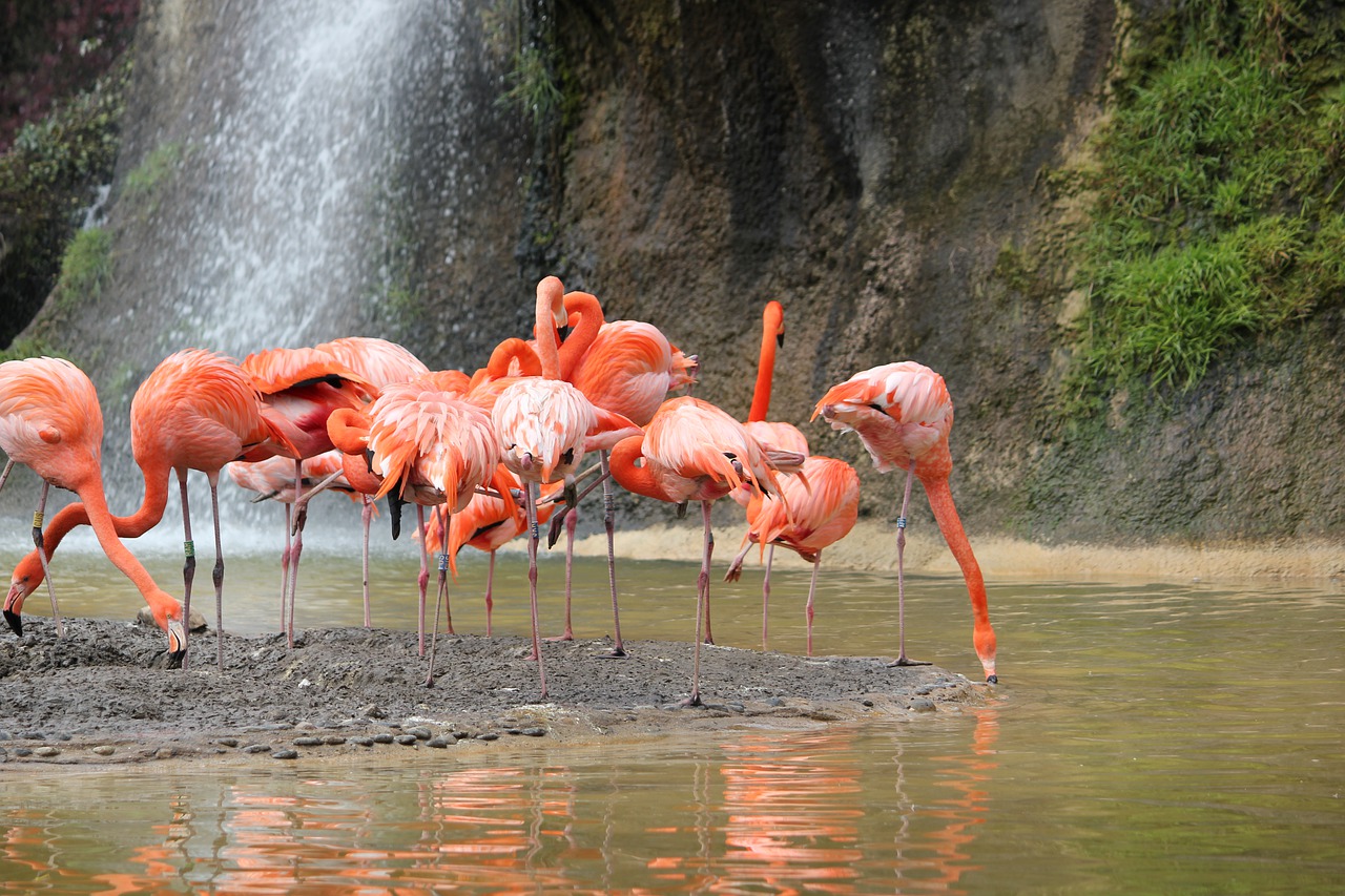 pink flamingo bird body of water free photo