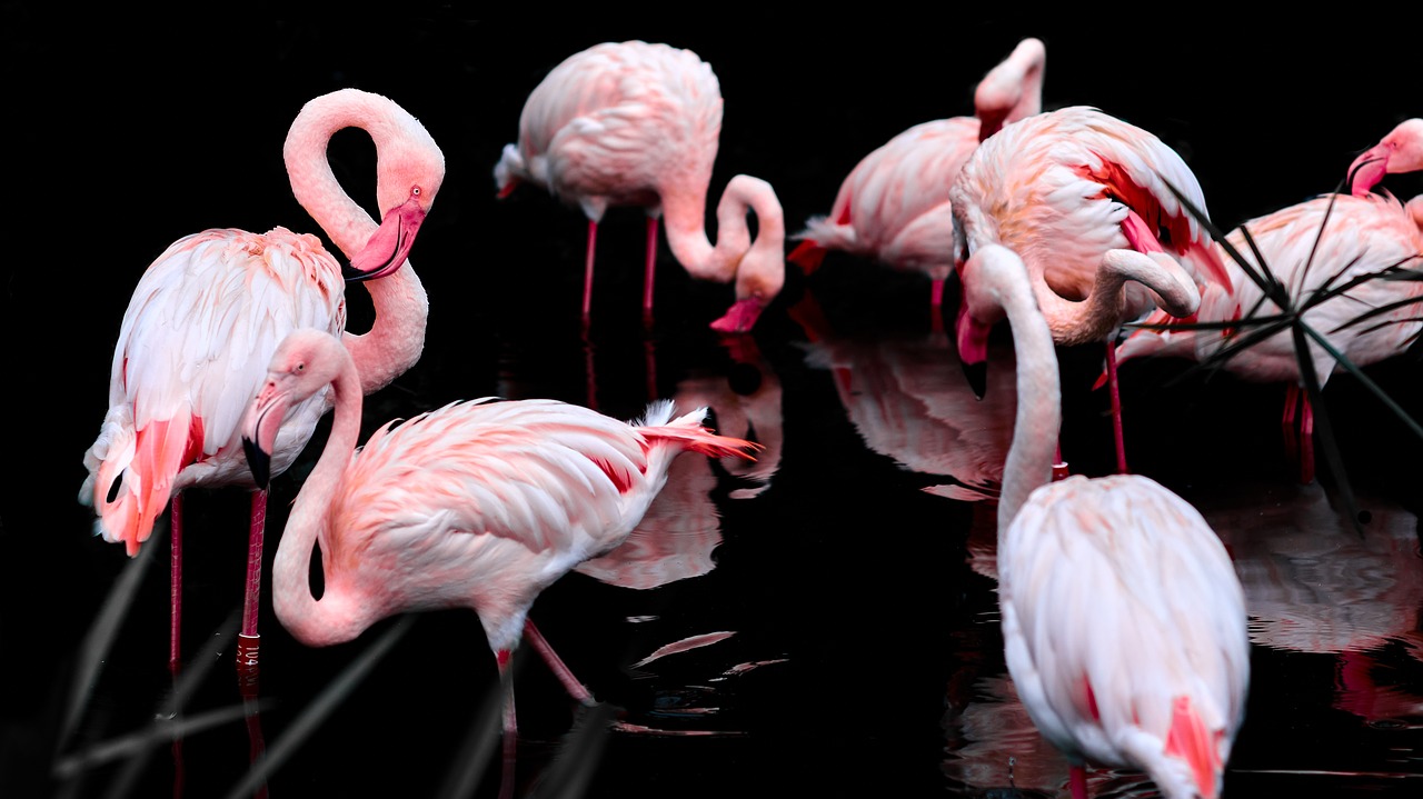 pink flamingo bird pen free photo