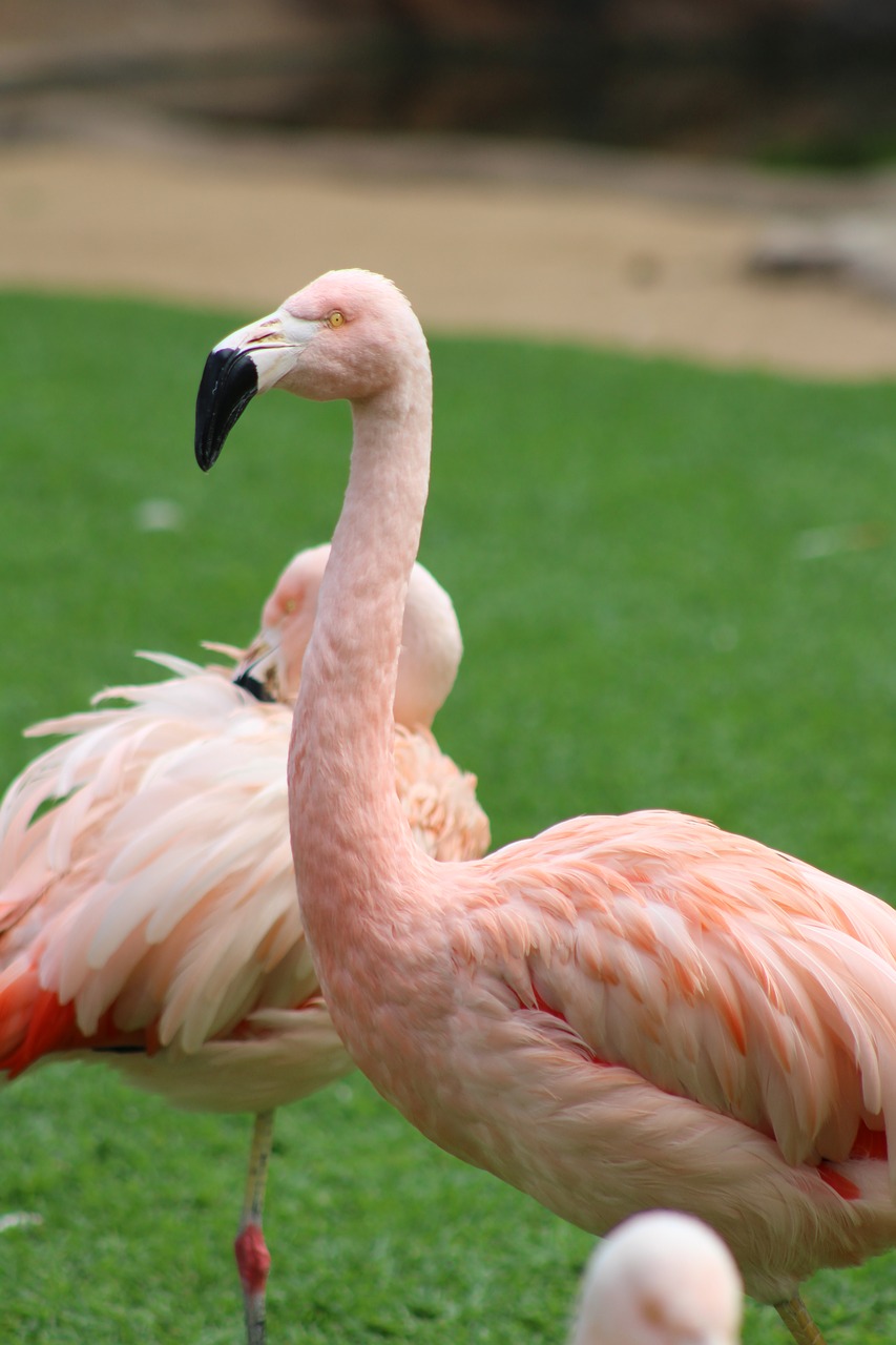 pink flamingo  animal  pink free photo