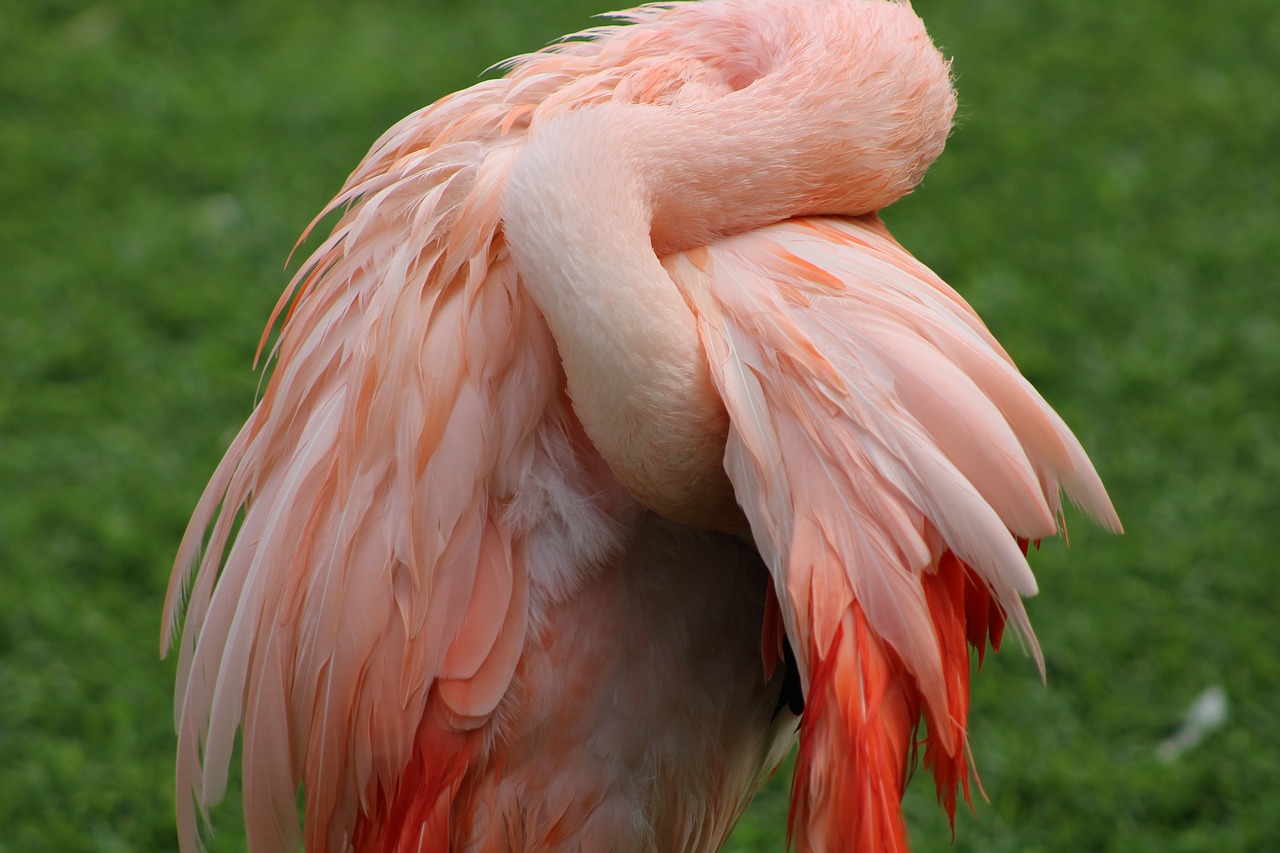 pink flamingo  animal  pink free photo