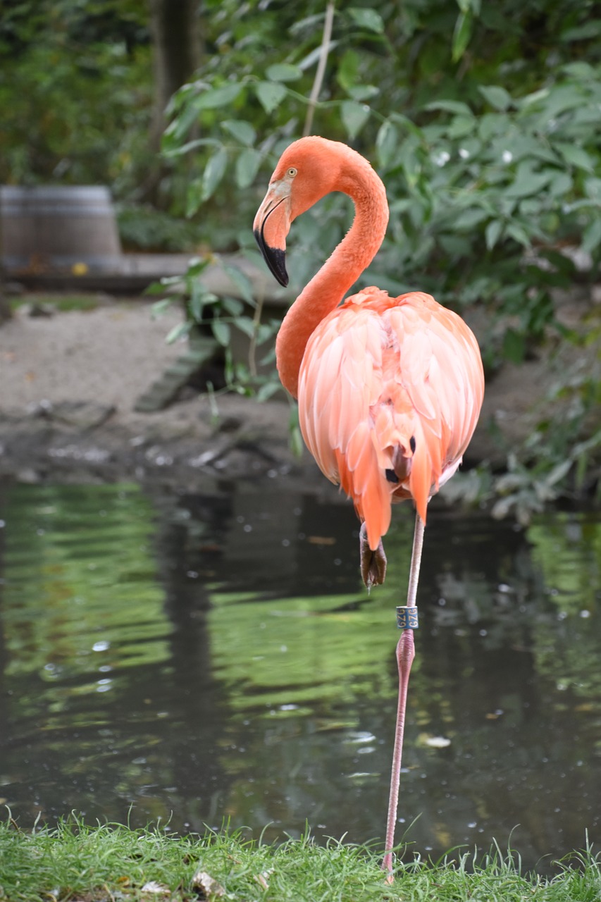 pink flamingo  nature  zoo free photo