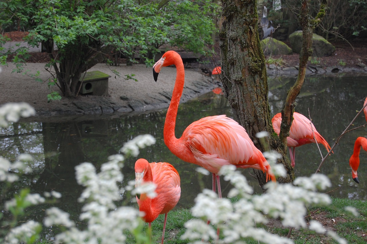 pink flamingo  animal  fauna free photo