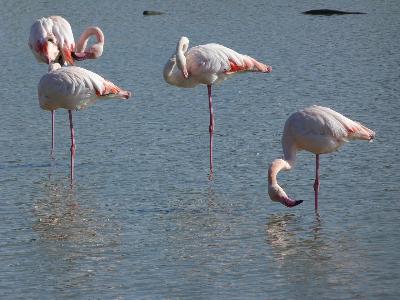 pink flamingo camargue birds free photo