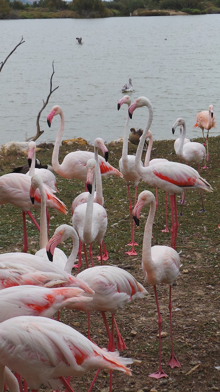 pink flamingo african reserve sigean free photo