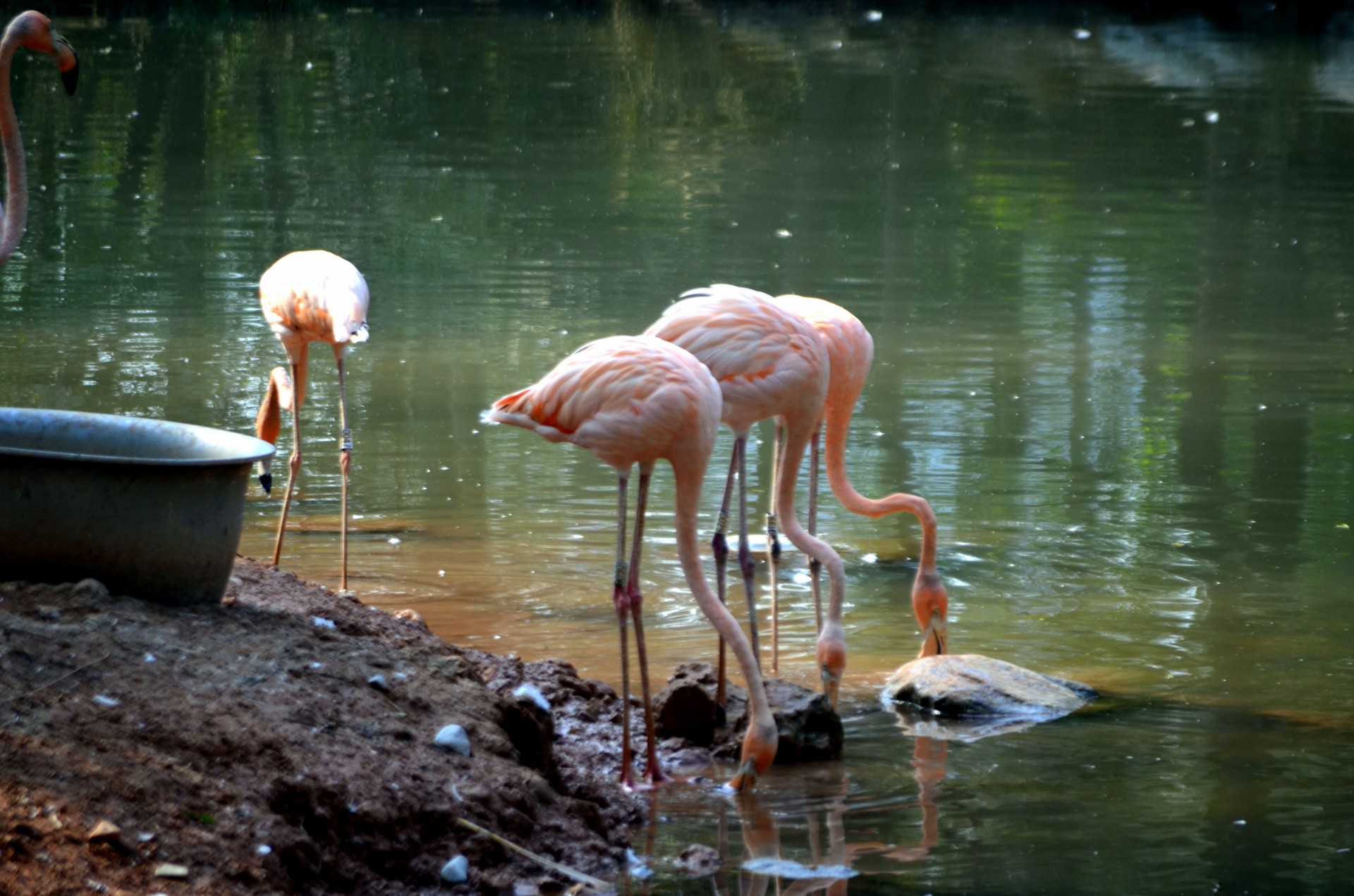 animals bird exotic free photo