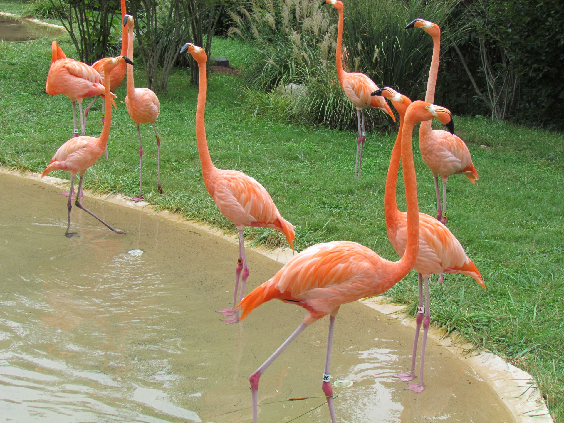 flamingos pink pink flamingos free photo
