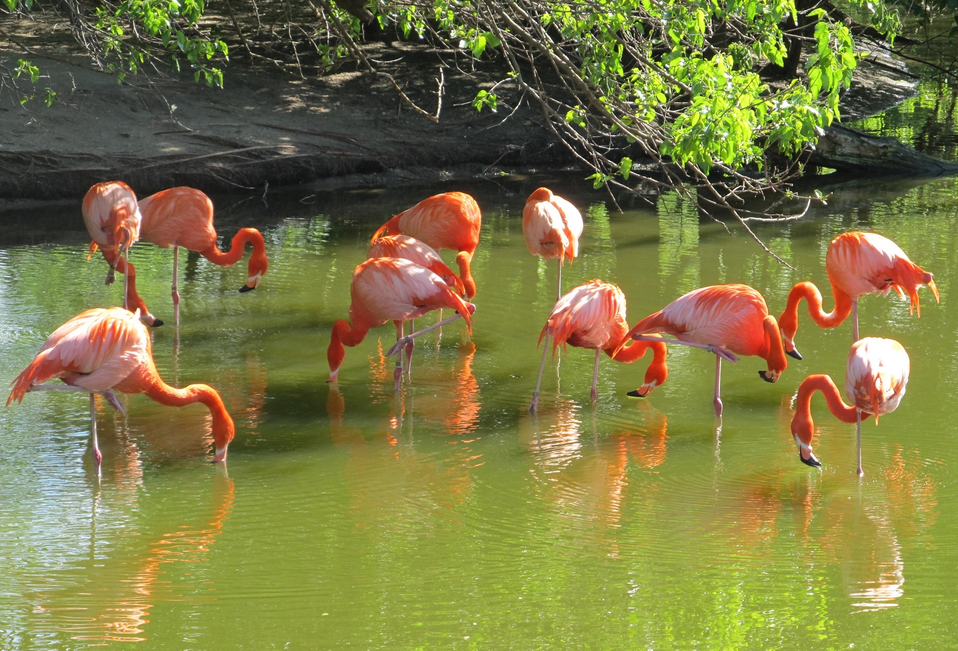 flamingos pink standing free photo
