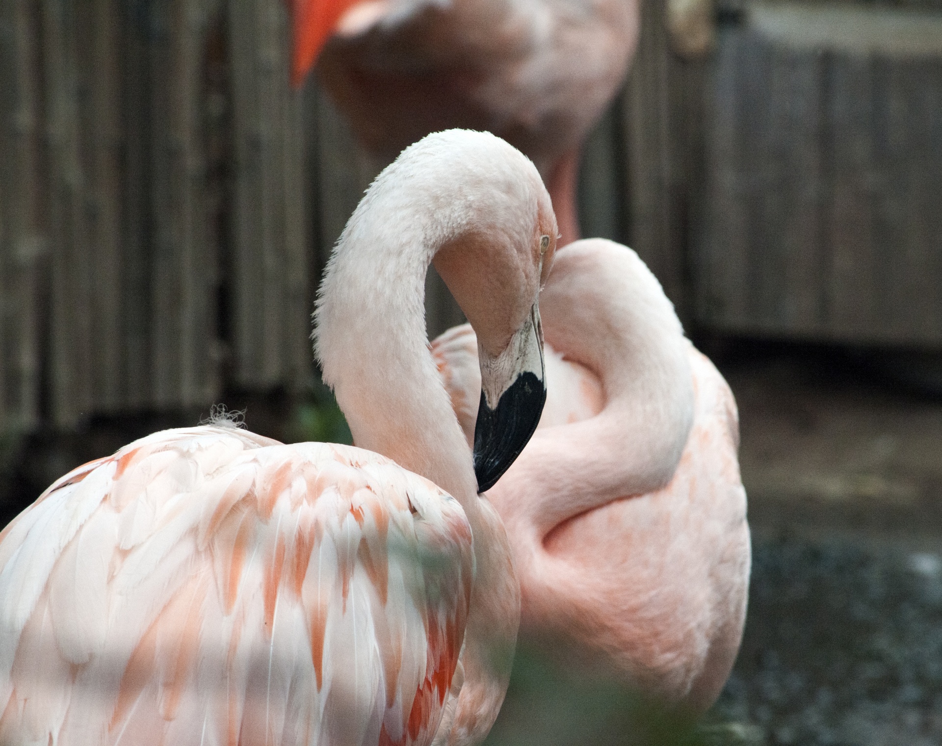 flamingos flamingoes phoenicopteriformes free photo