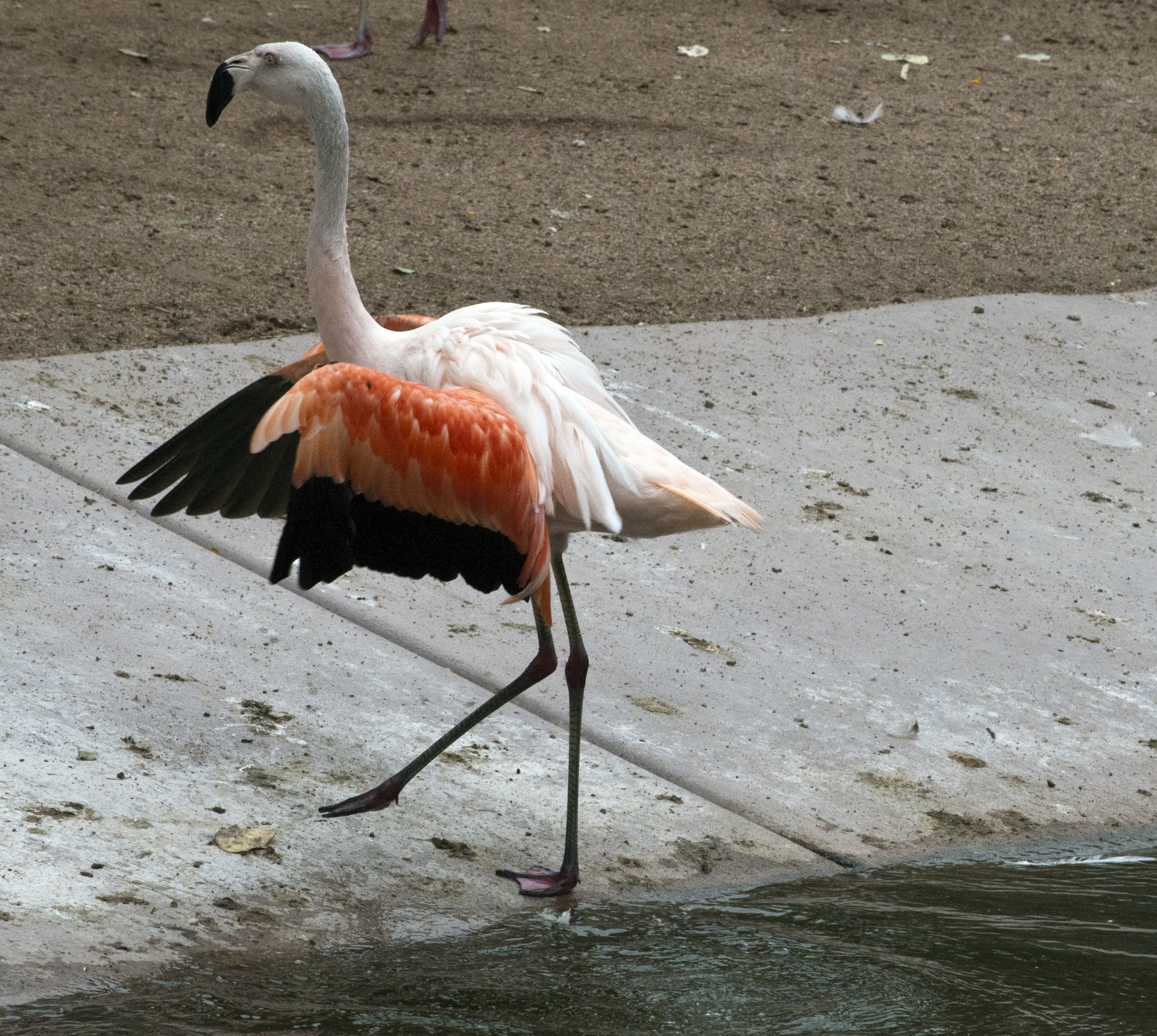 flamingos flamingoes phoenicopteriformes free photo