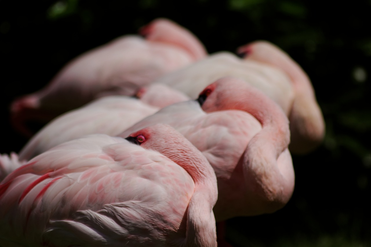 pink flamingos flamingo flamingos free photo