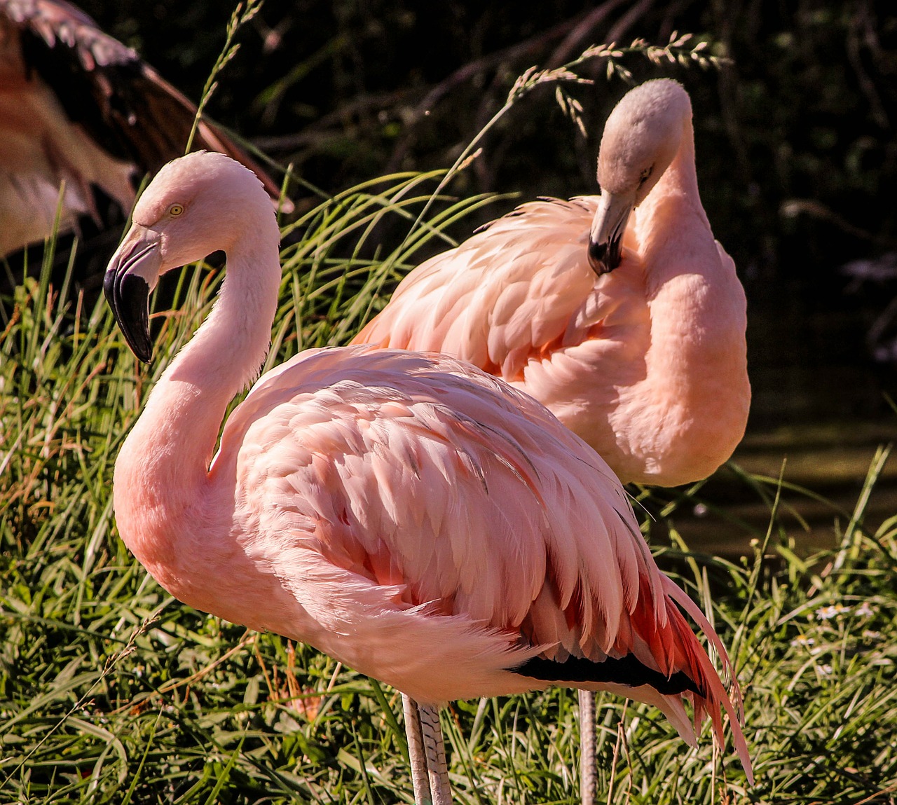 pink flamingos wading bird feathers free photo