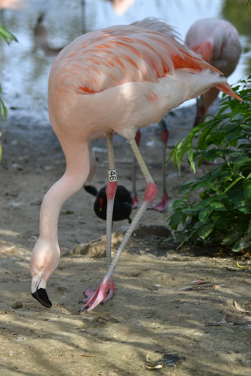 pink flamingos long legs beak free photo