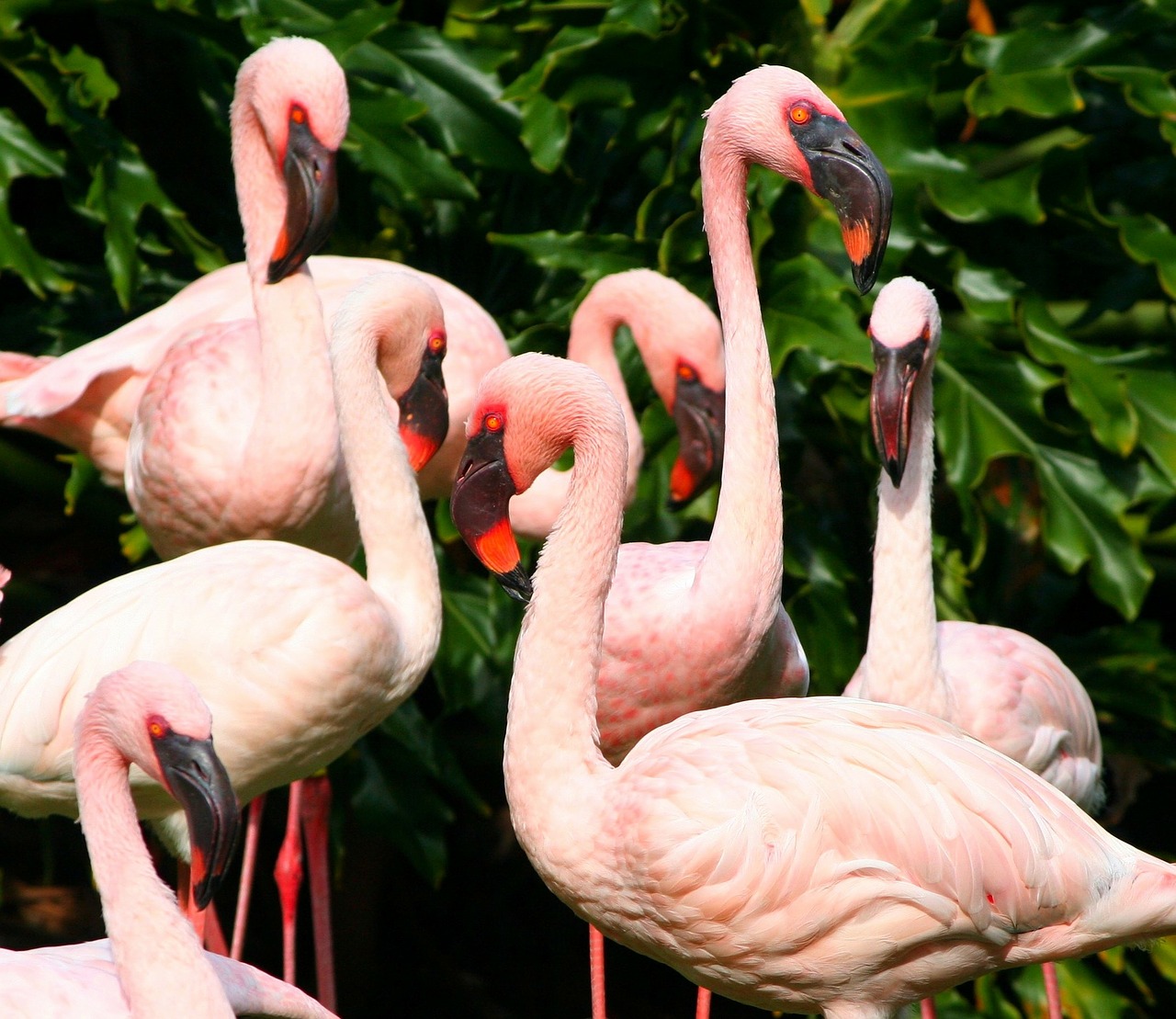 pink flamingos water birds fowl free photo