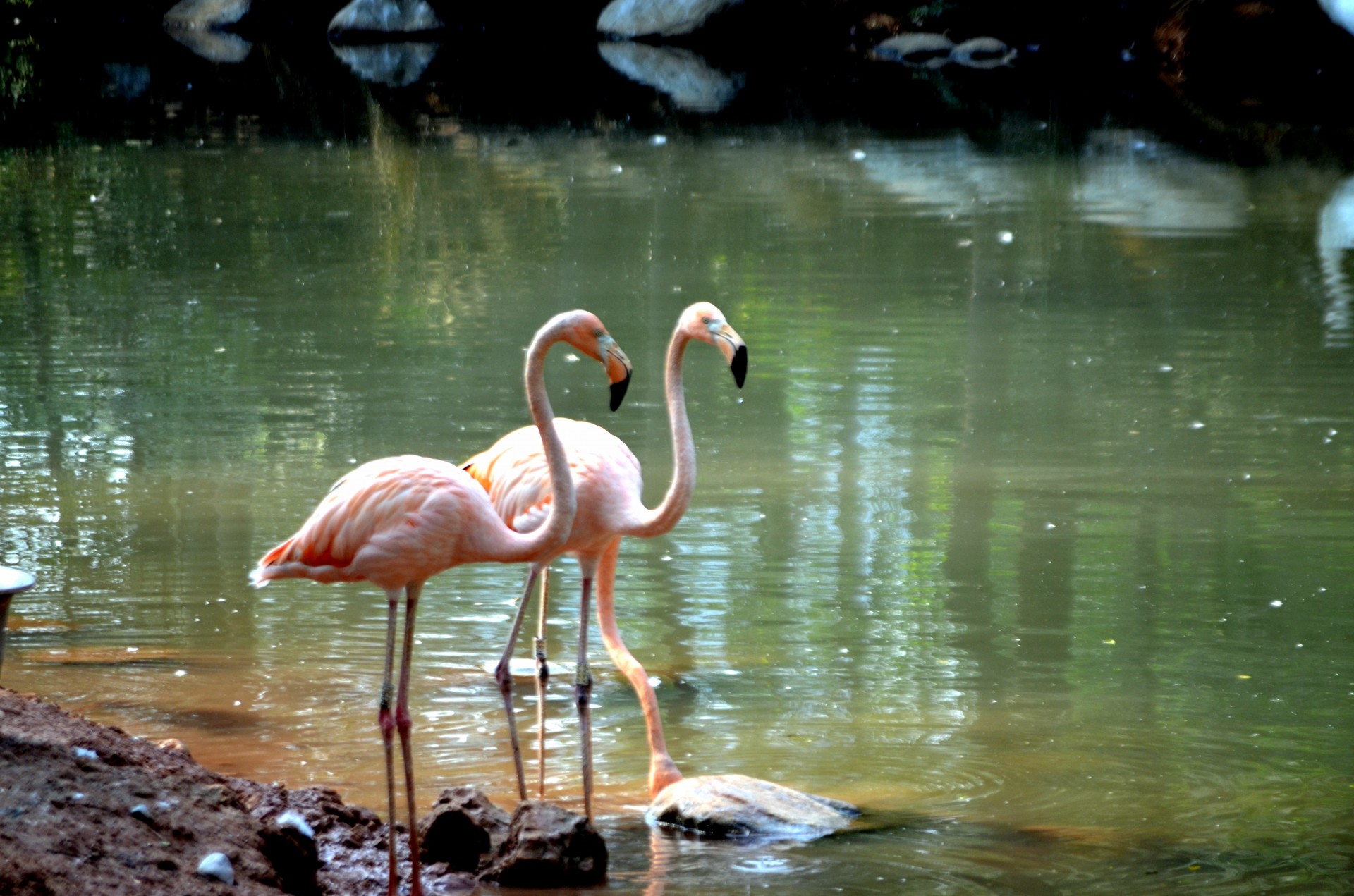 animals bird exotic free photo