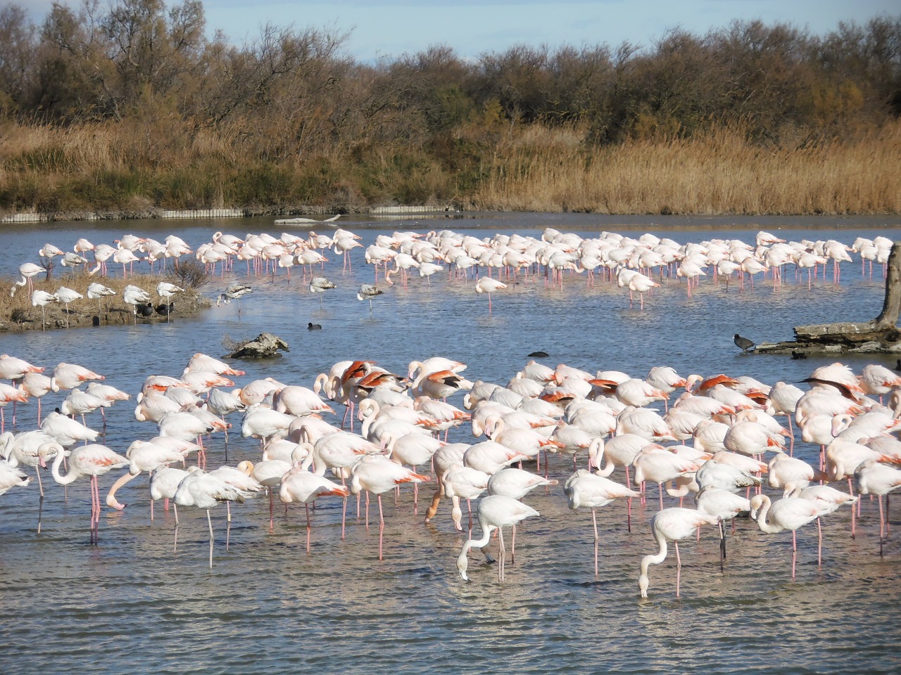 pink flemish nature animals free photo