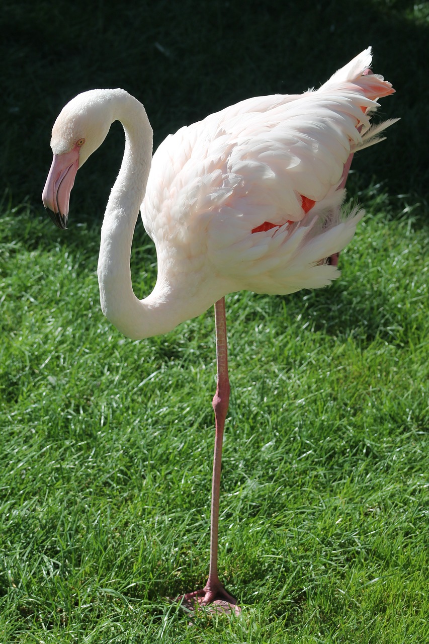 pink flemish bird feathers free photo