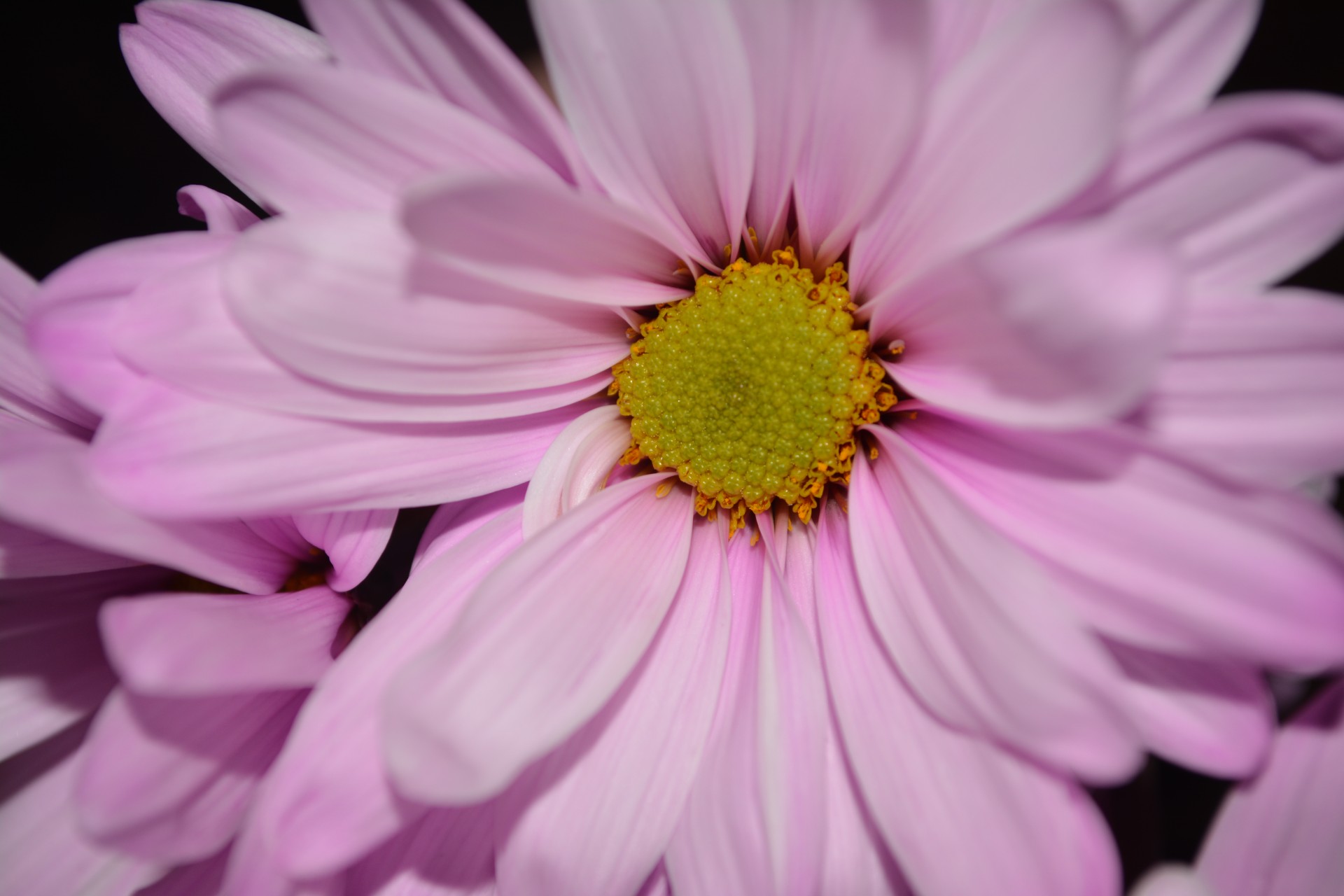 nature daisy flower free photo