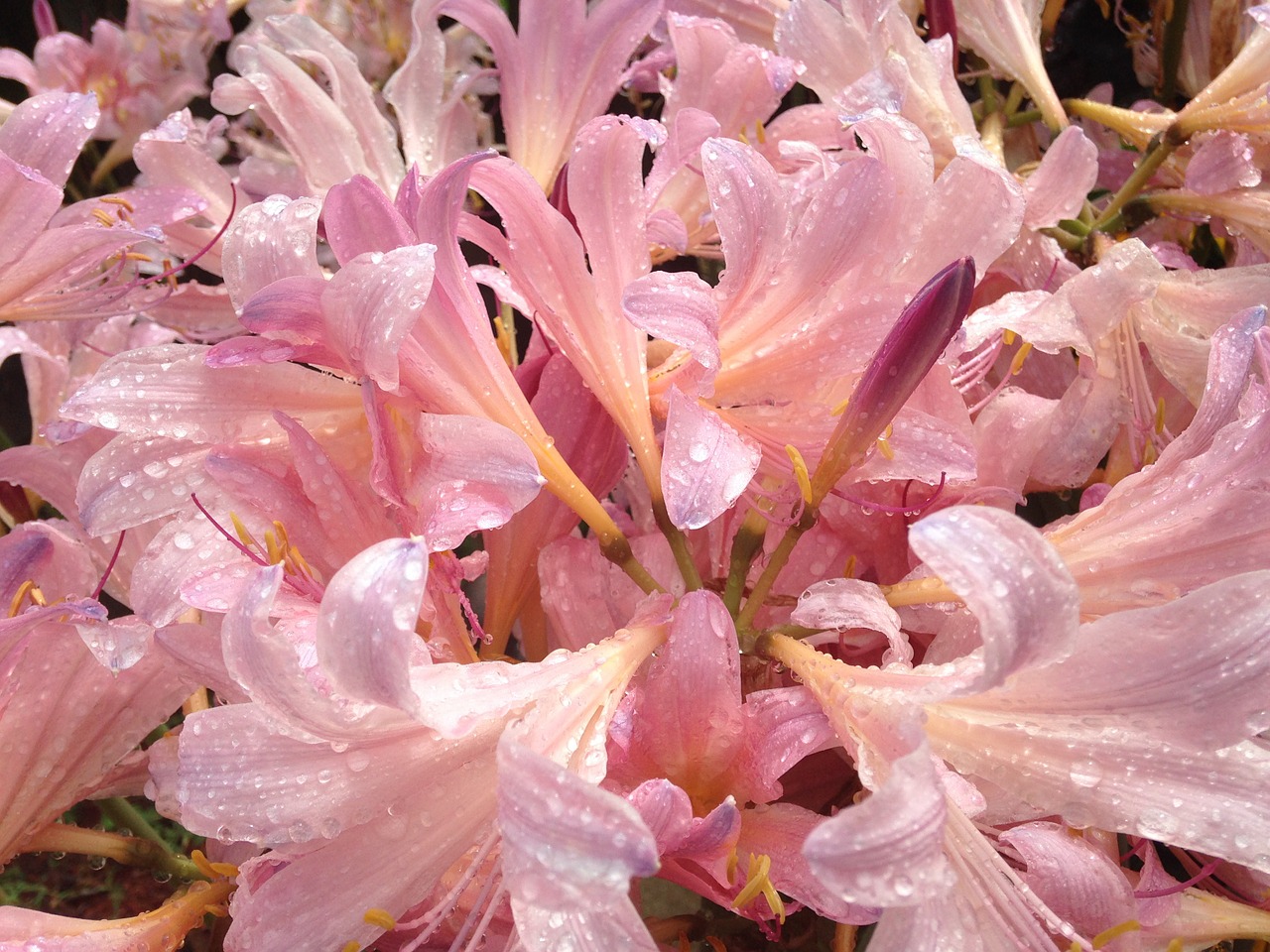 pink floral spring blossom free photo