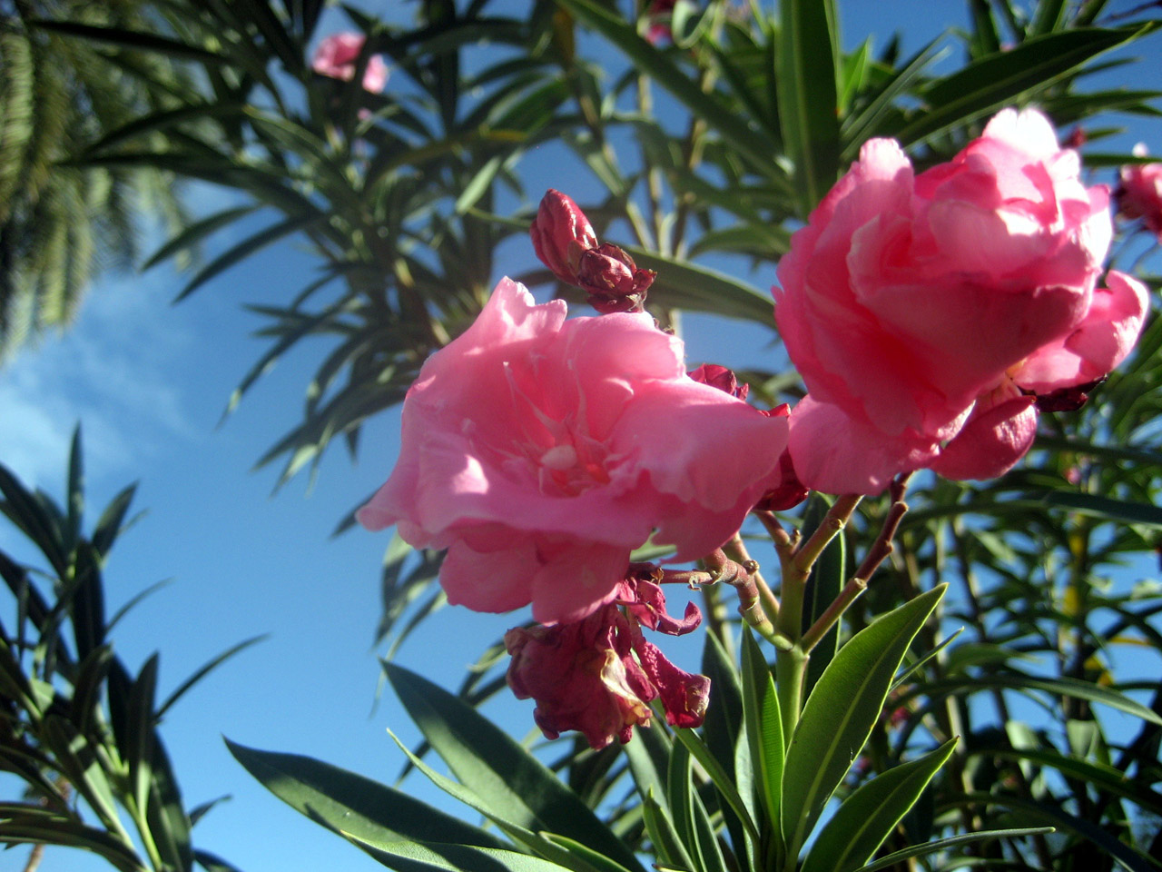 pink flower leaves free photo