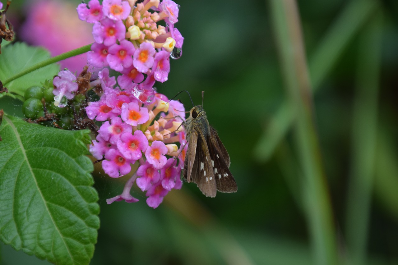 pink flower moth dew free photo