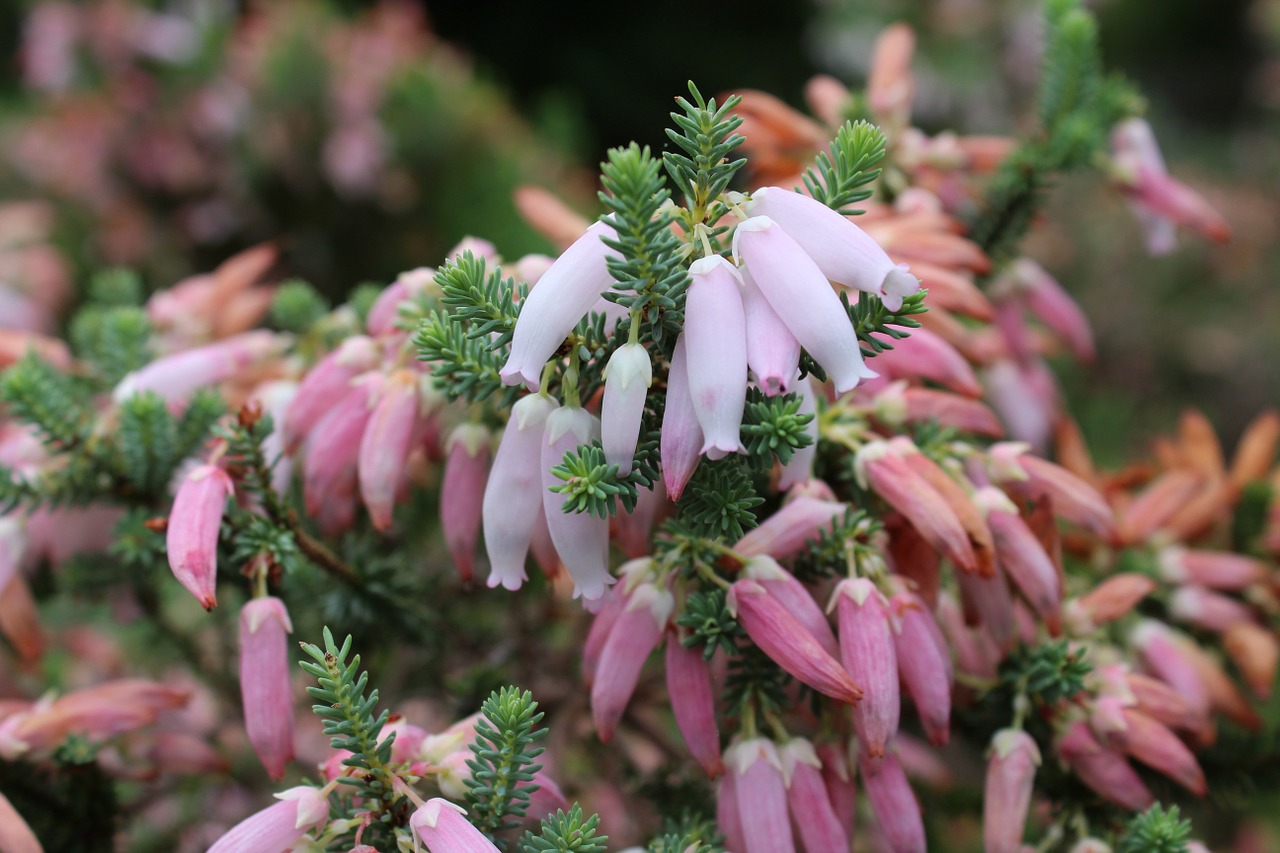 erica erica flowers pink flower free photo