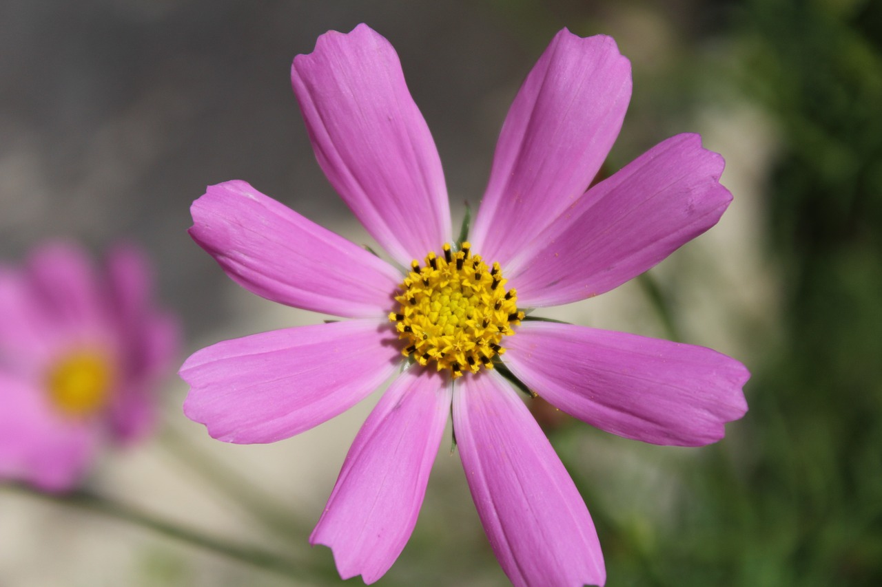 pink flower nature garden free photo