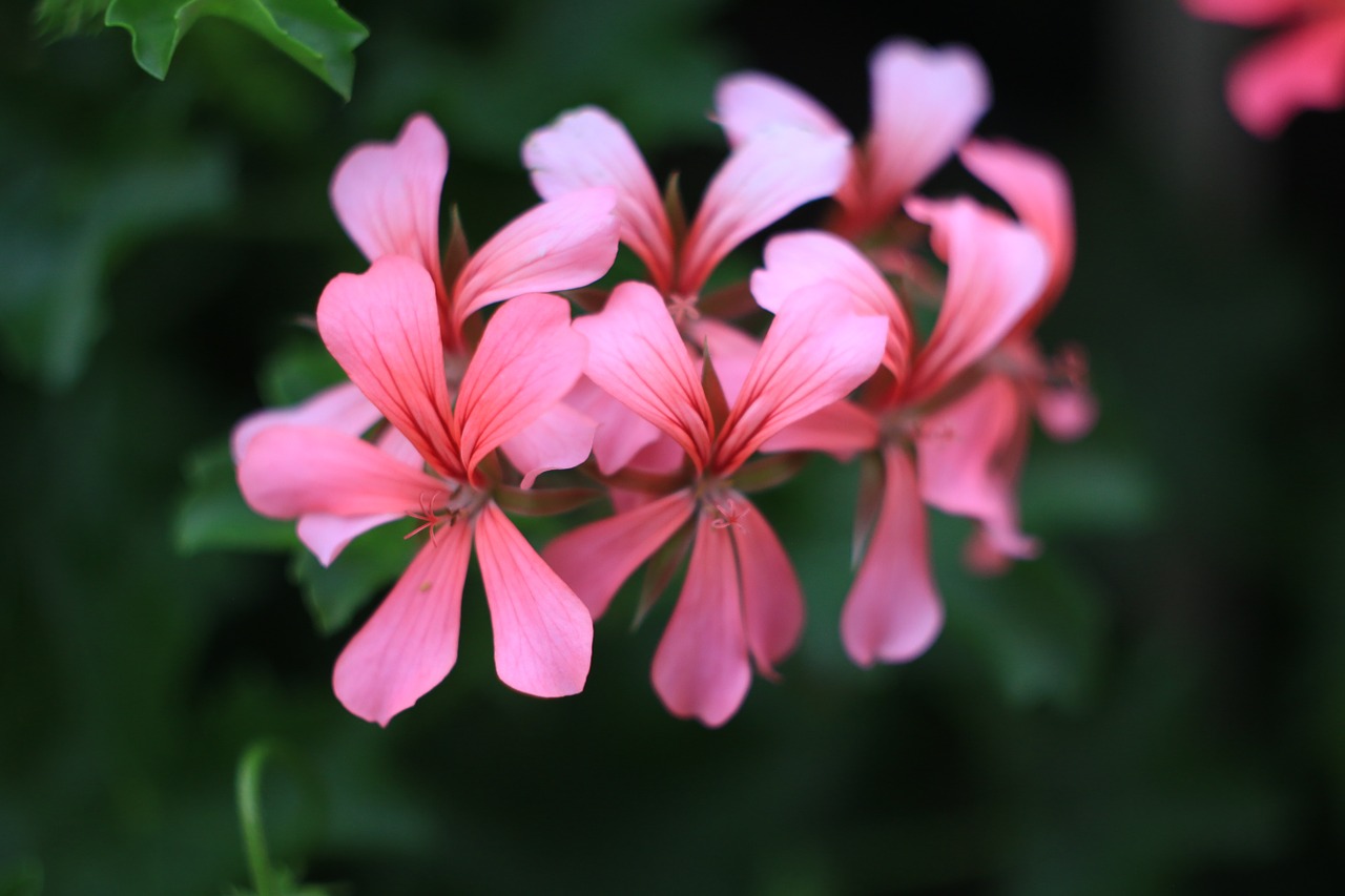 flower pink spring free photo