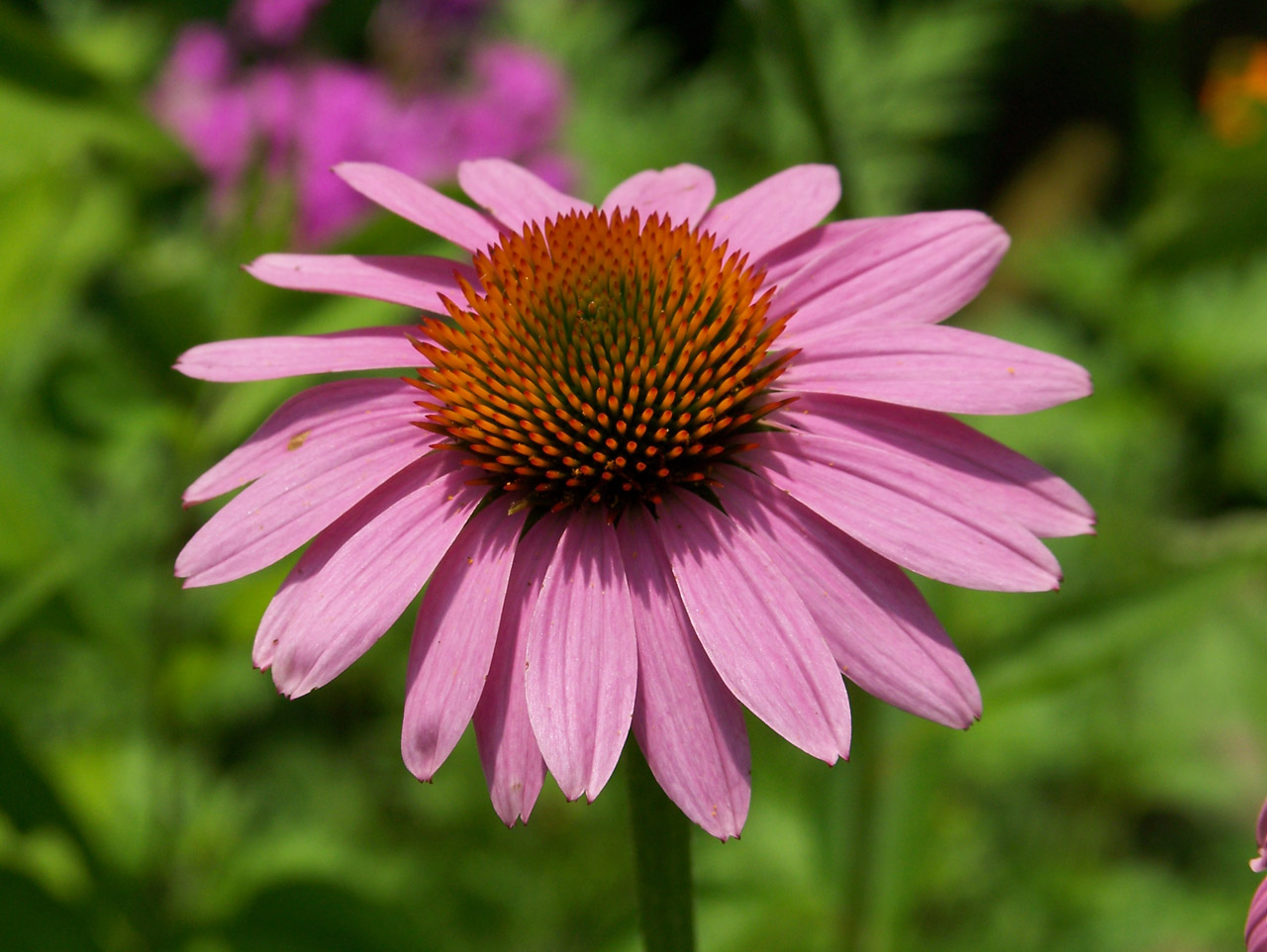 flower pink summer free photo