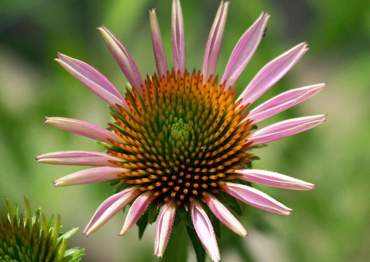 flower pink summer free photo