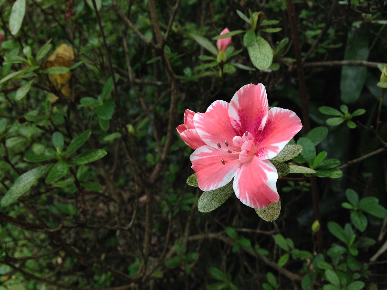 pink flower azalea maui nui free photo