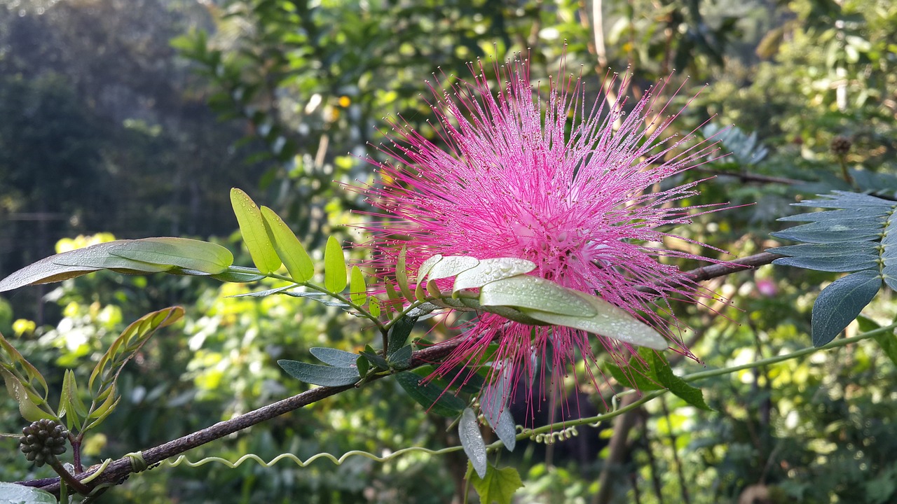 pink flower flower sunlight free photo