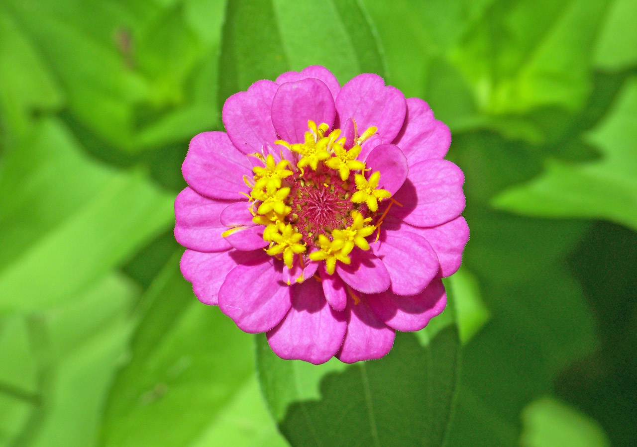 flower pink yellow free photo