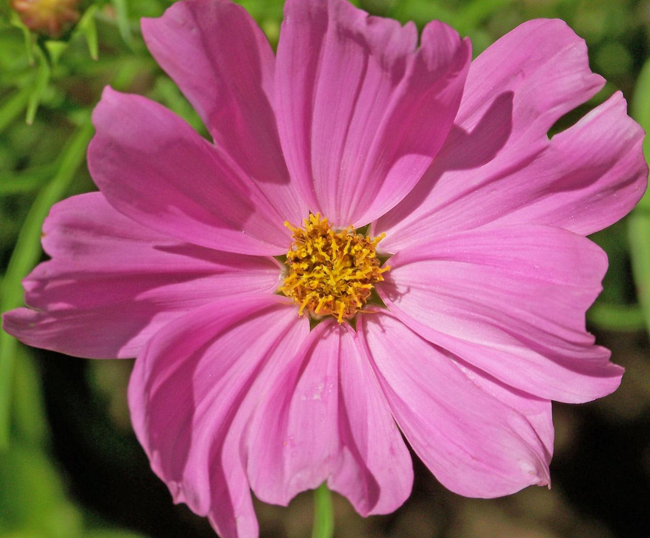 flower pink yellow free photo