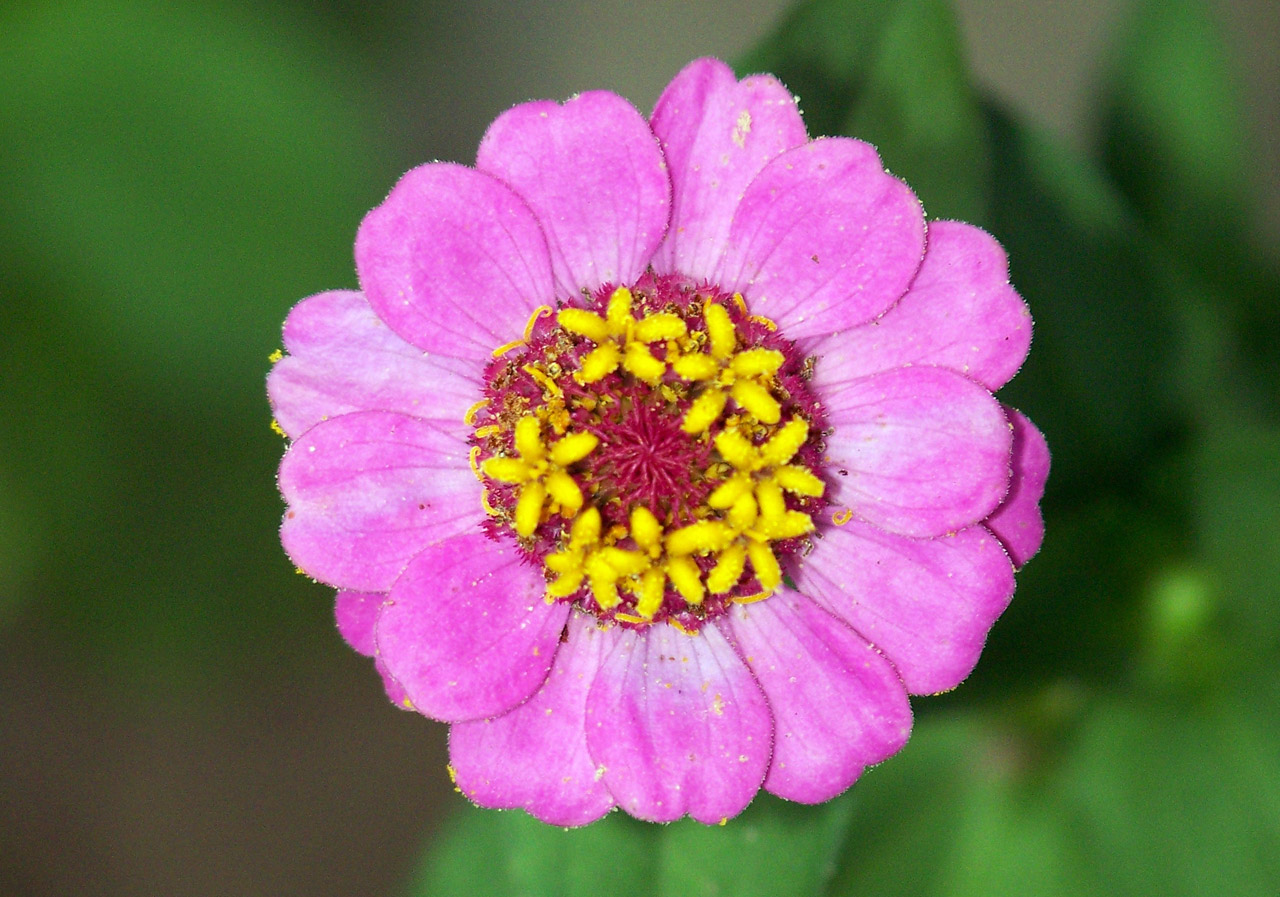 flower pink yellow free photo